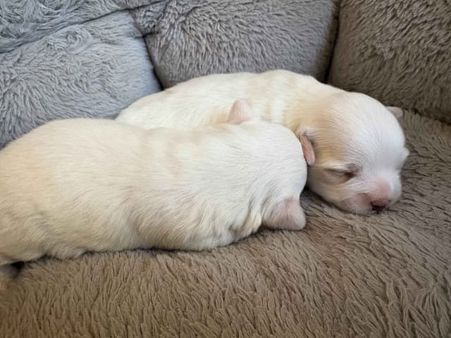 Coton de Tulear Puppies media 4