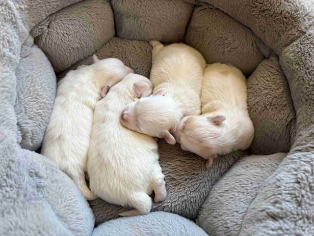 Coton de Tulear Puppies media 5