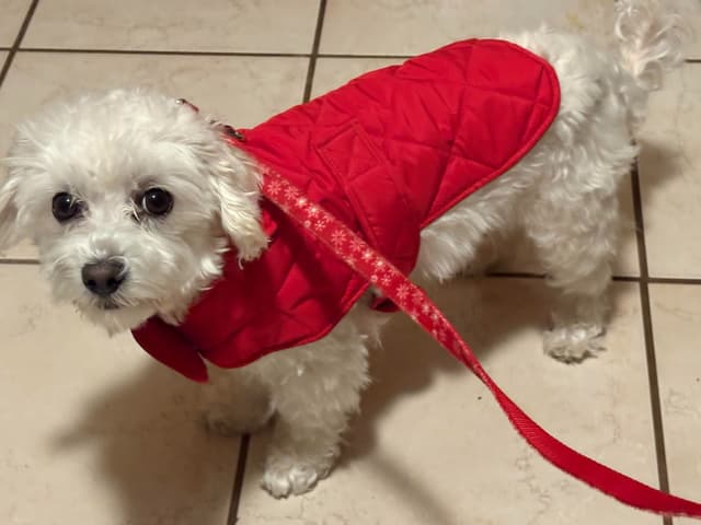 Coton de Tulear Puppies media 7