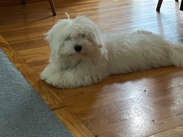 Coton de Tulear Puppies media 9