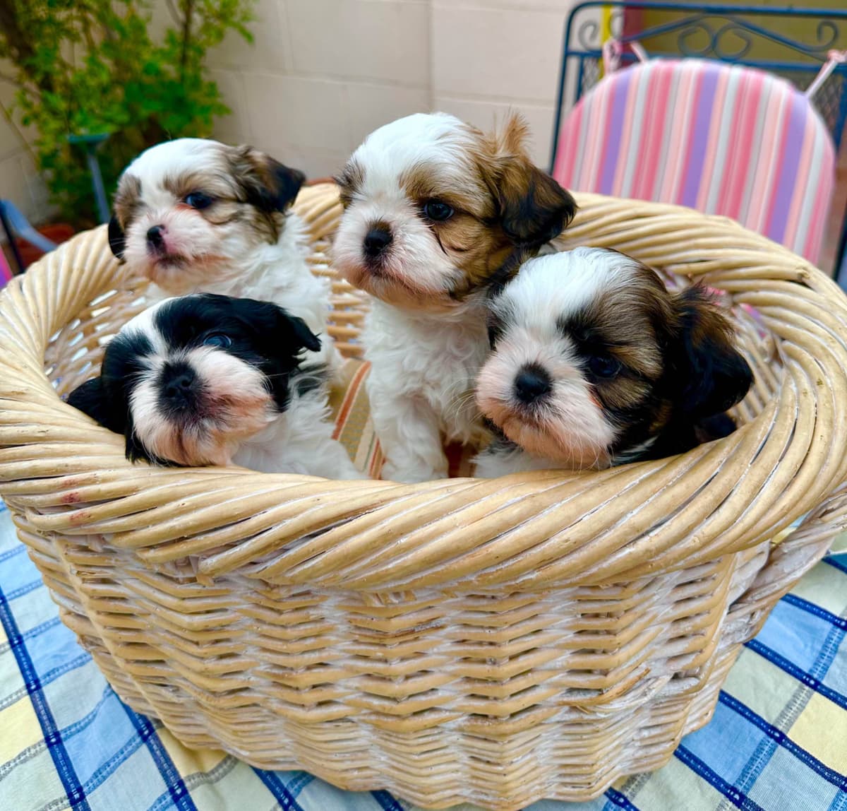 Shih Tzu Puppies breeder image 1