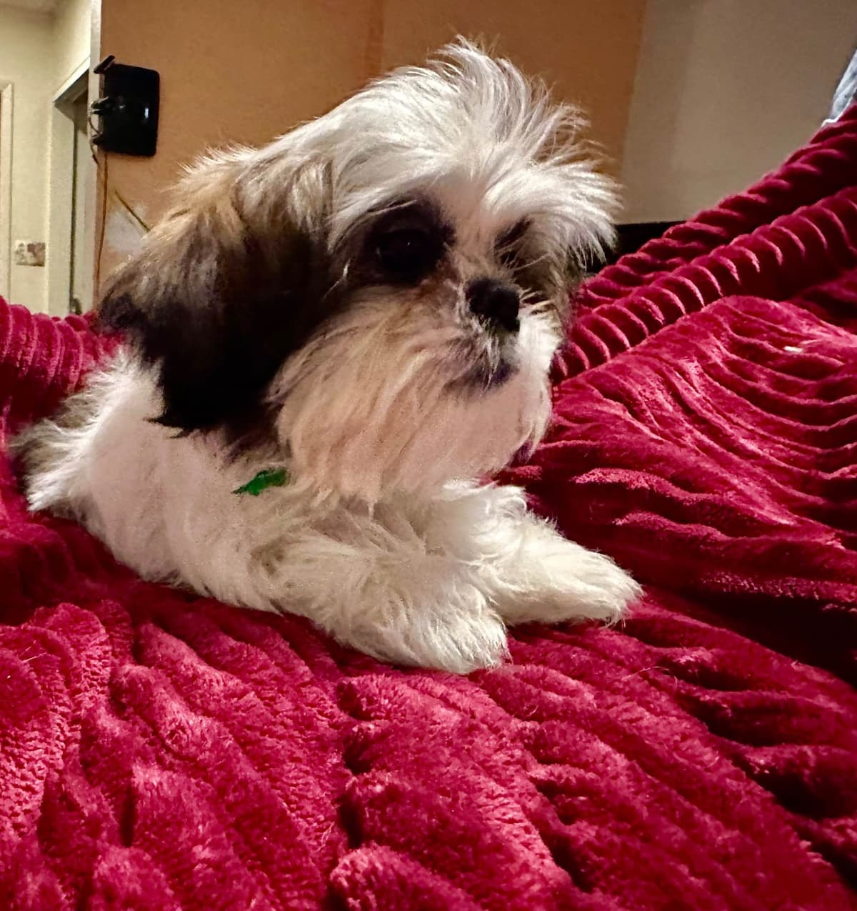 Shih Tzu Puppies breeder image 4