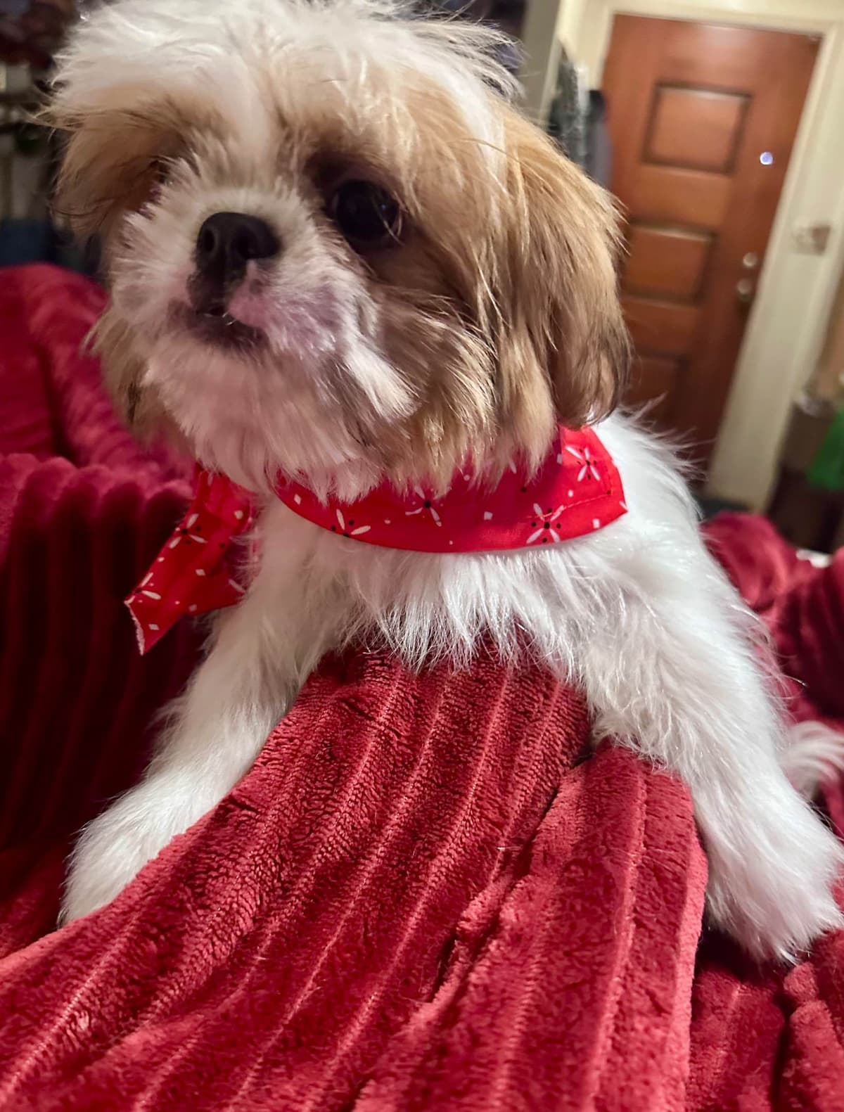 Shih Tzu Puppies breeder image 5