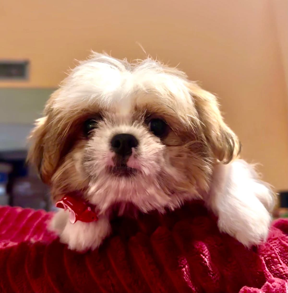 Shih Tzu Puppies breeder image 7