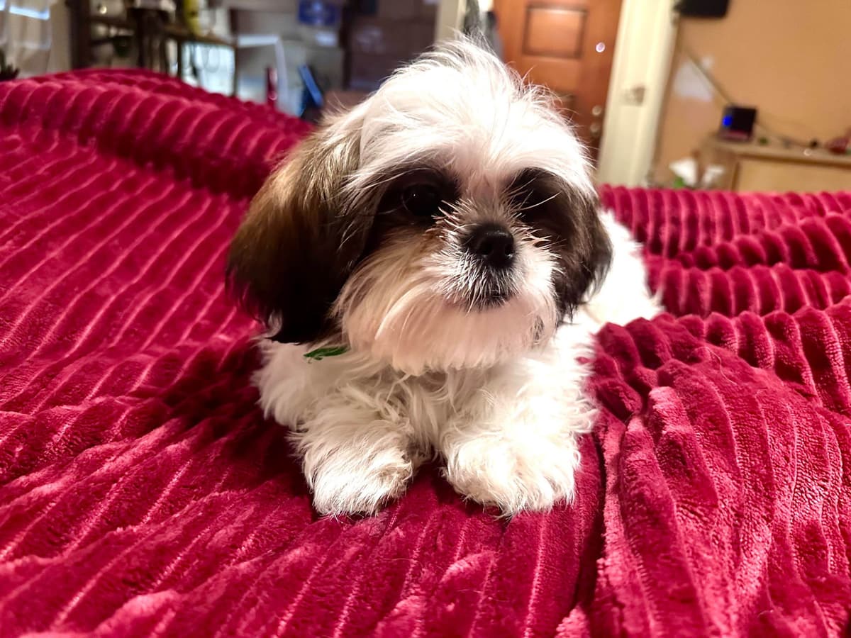 Shih Tzu Puppies breeder image 8