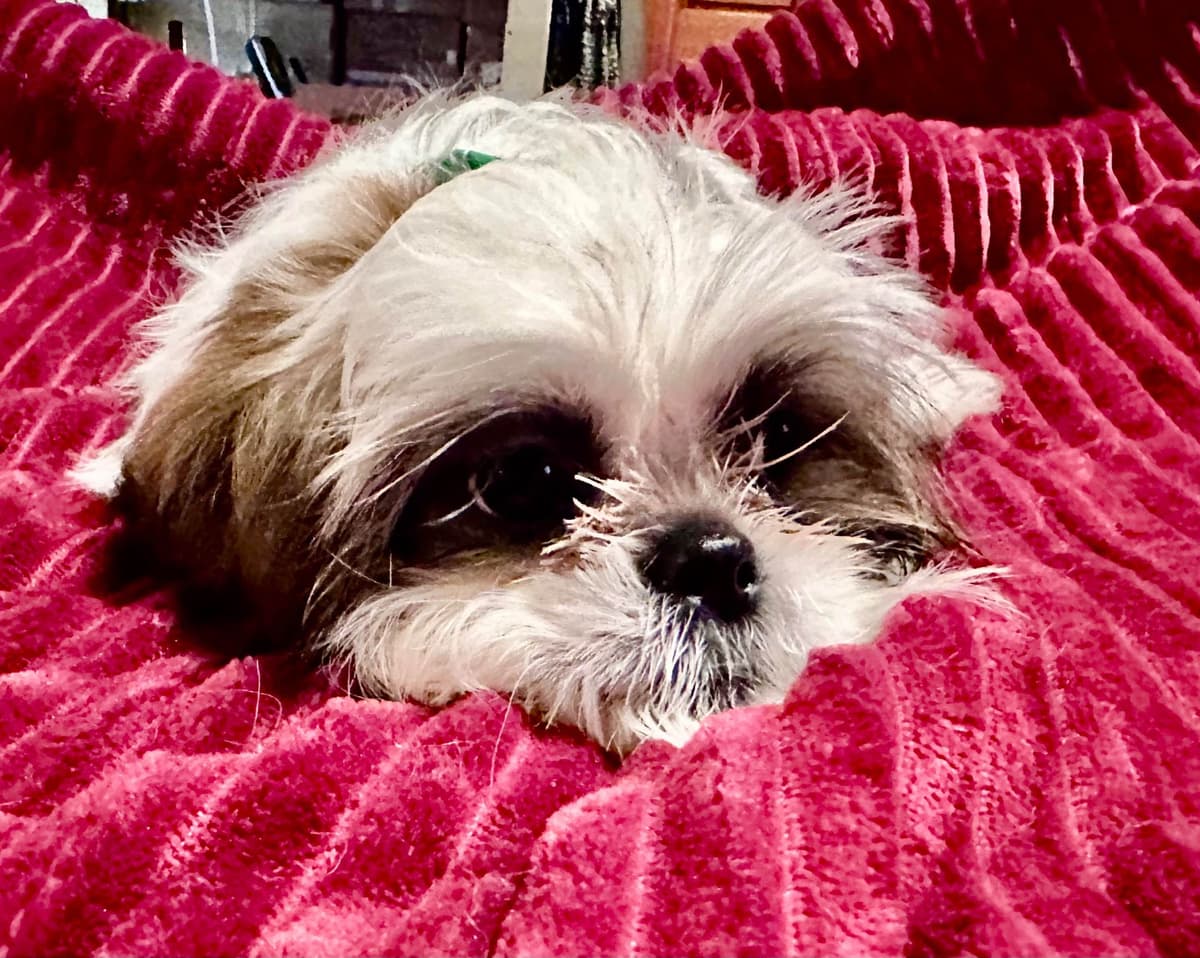 Shih Tzu Puppies breeder image 9