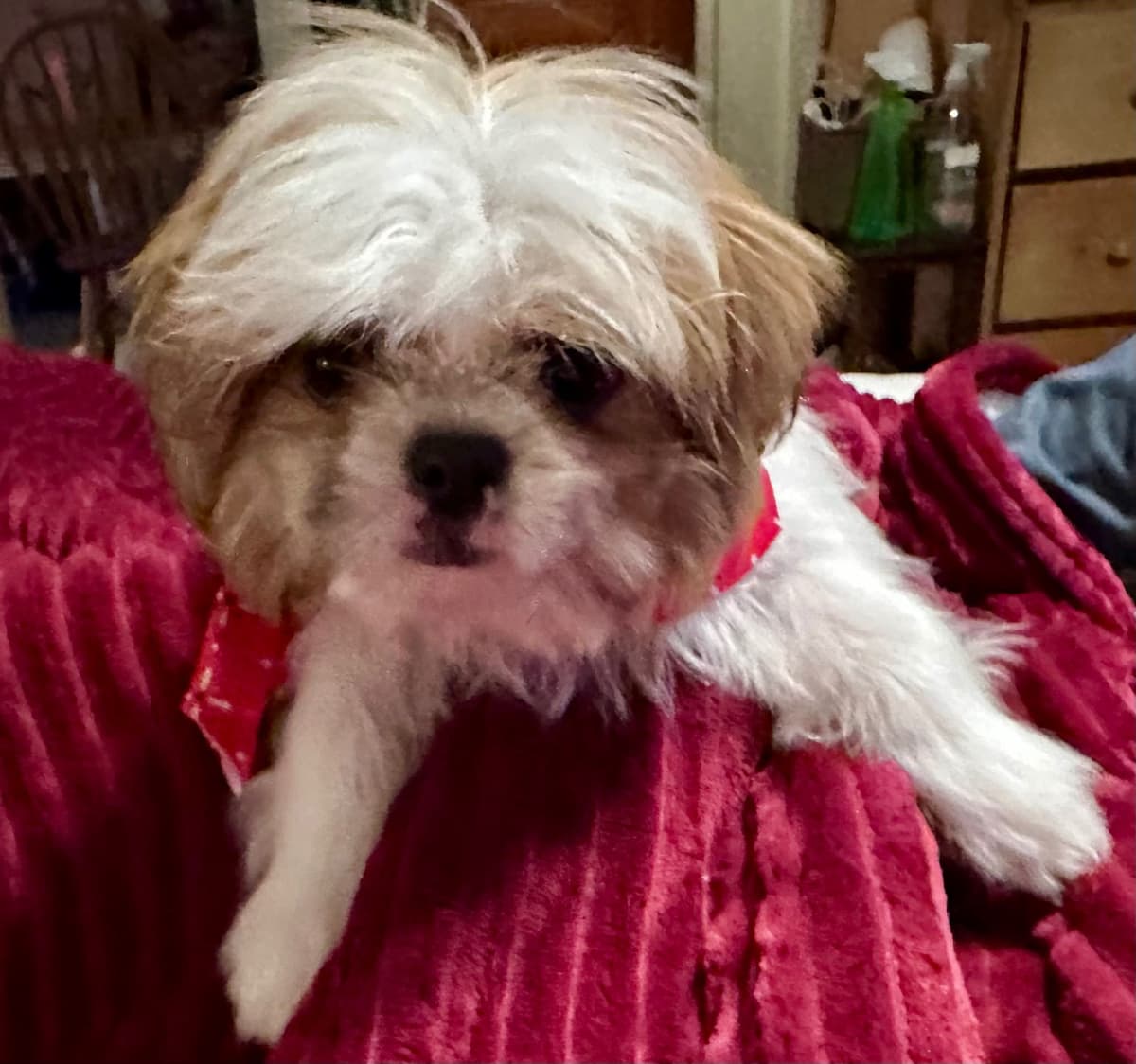 Shih Tzu Puppies breeder image 10