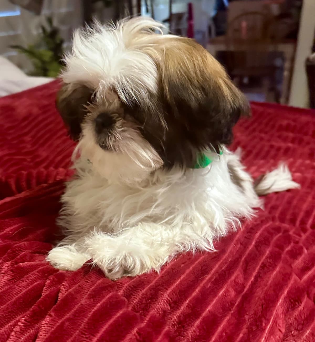 Shih Tzu Puppies breeder image 11