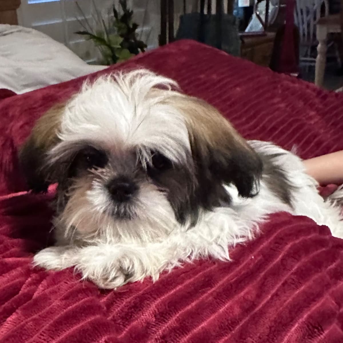Shih Tzu Puppies breeder image 12