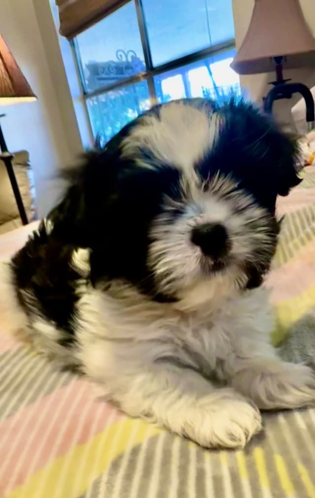 Shih Tzu Puppies media 2