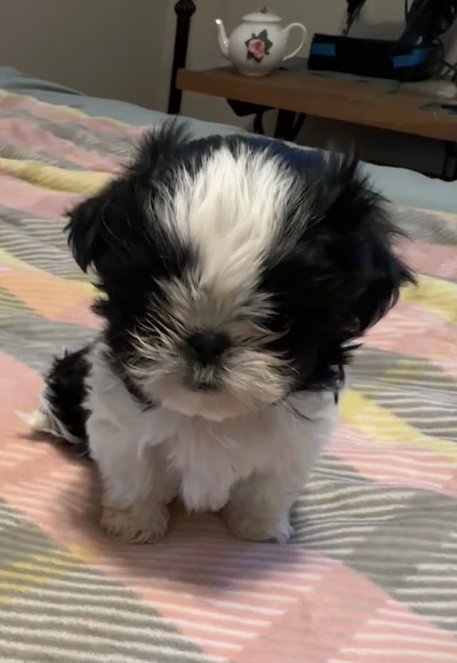 Shih Tzu Puppies media 3