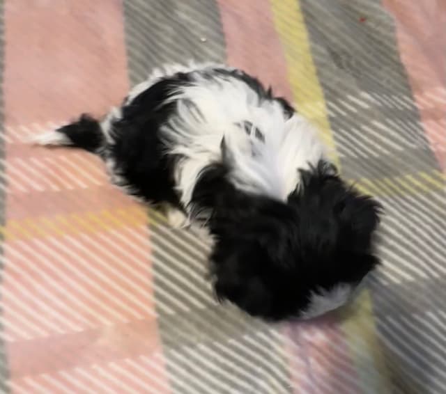 Shih Tzu Puppies media 4