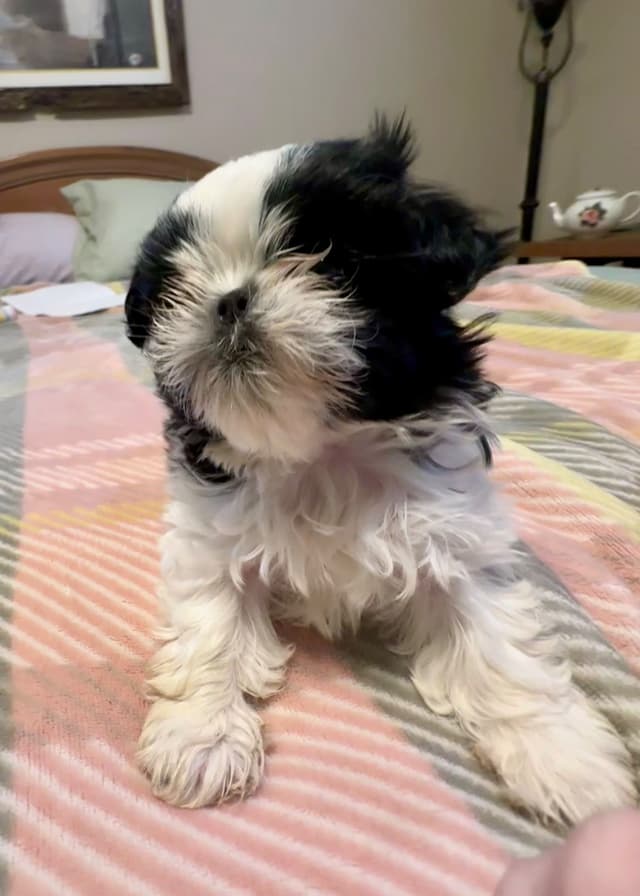 Shih Tzu Puppies media 5