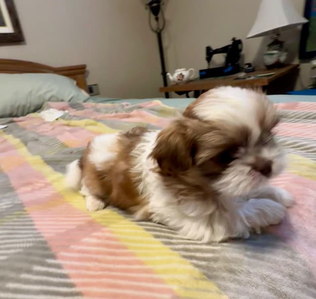 Shih Tzu Puppies media 6