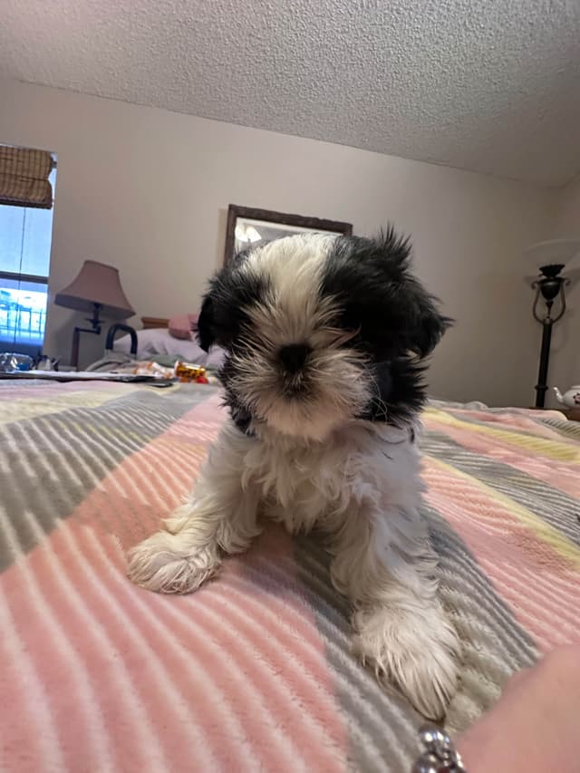 Shih Tzu Puppies media 7