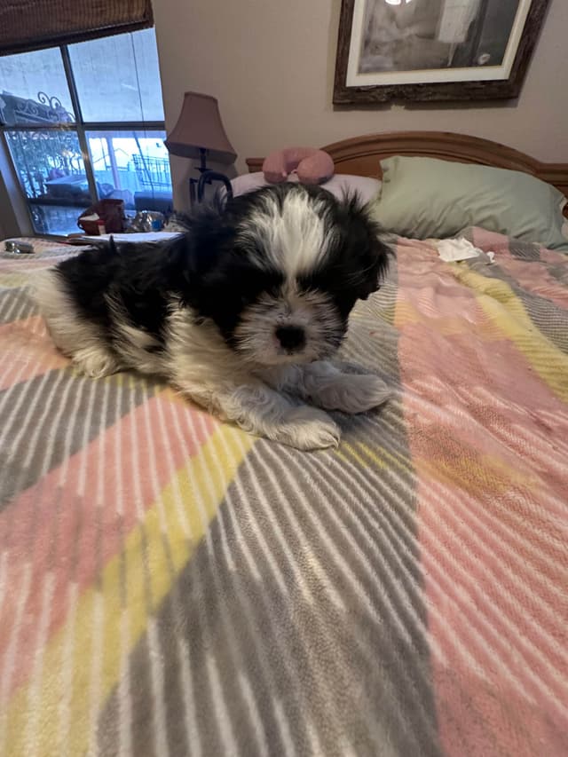 Shih Tzu Puppies media 8