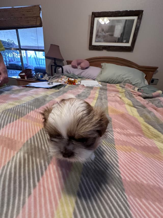 Shih Tzu Puppies media 9