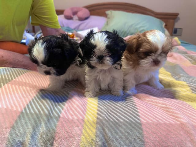 Shih Tzu Puppies media 10