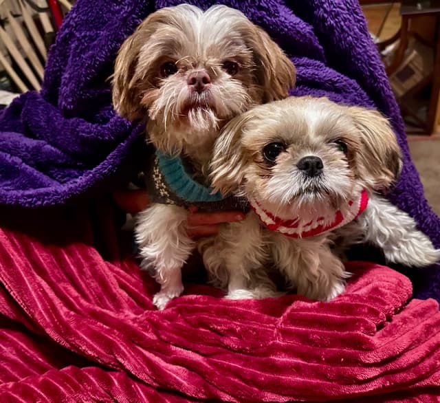 Shih Tzu Puppies media 11