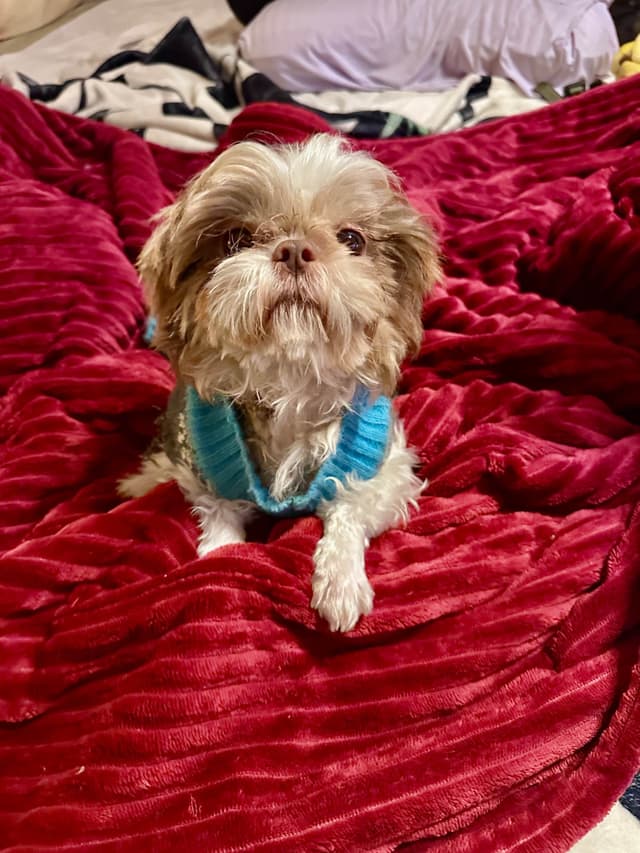 Shih Tzu Puppies media 16