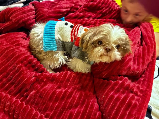 Shih Tzu Puppies media 12