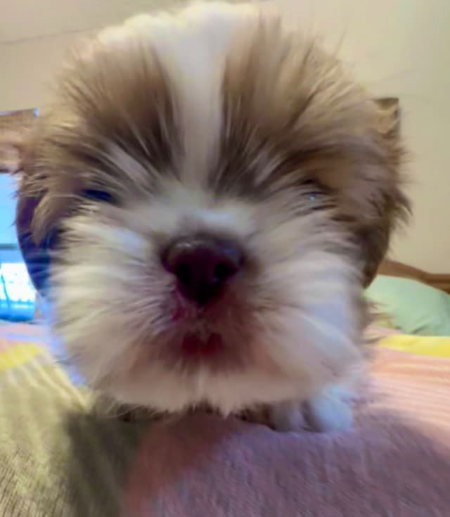 Shih Tzu Puppies media 13