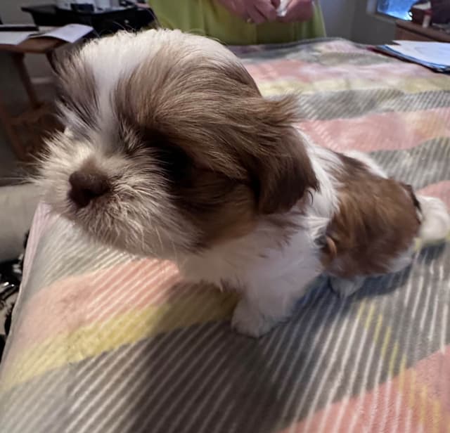 Shih Tzu Puppies media 14