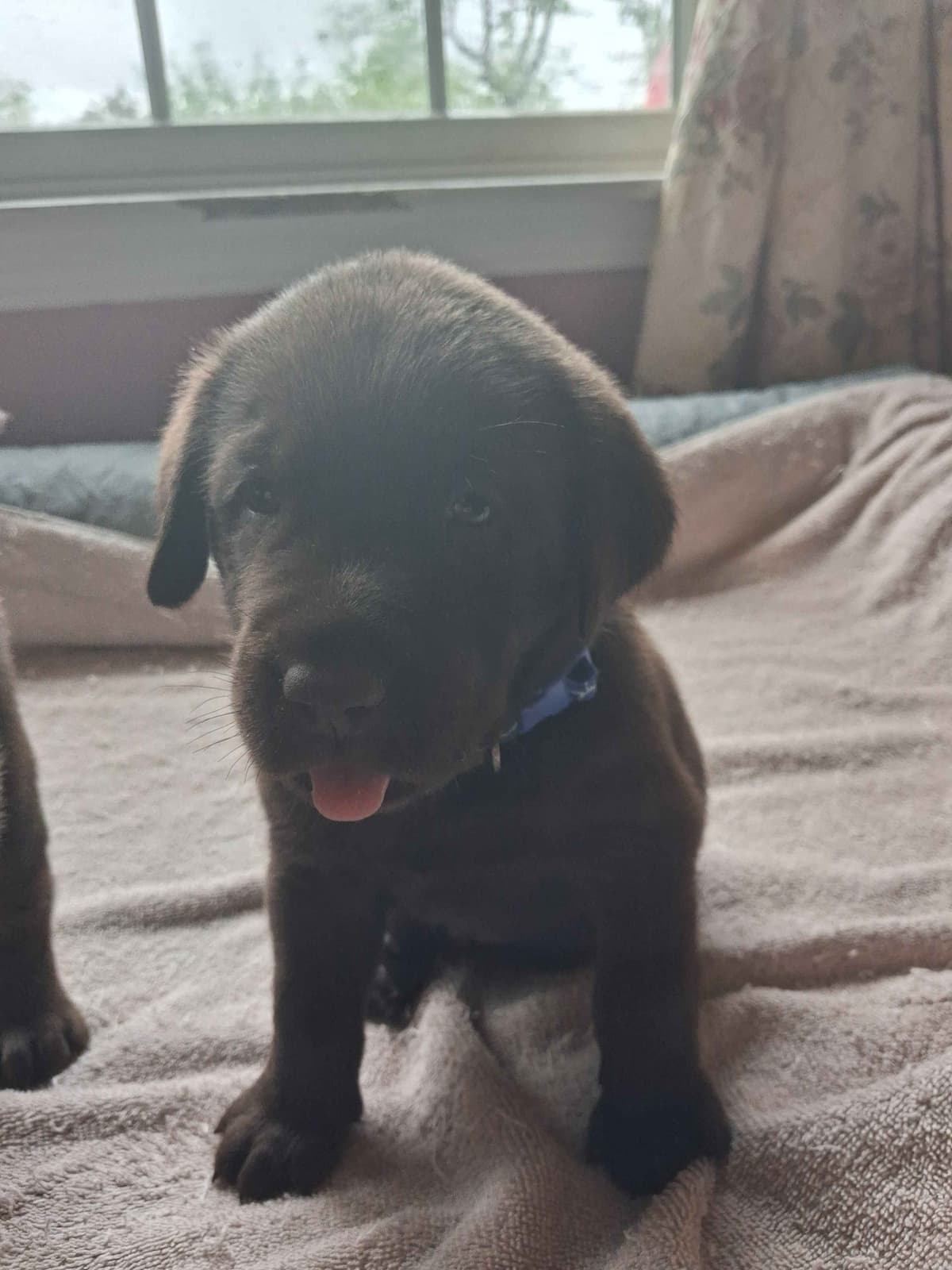 Labrador Retriever Puppies breeder image 1