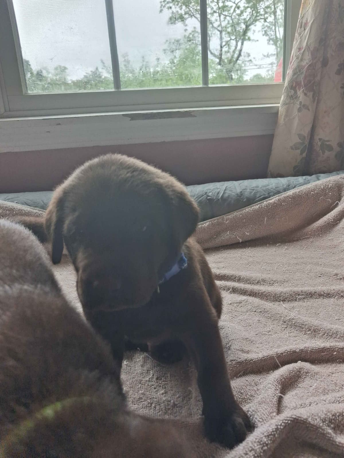 Labrador Retriever Puppies breeder image 3