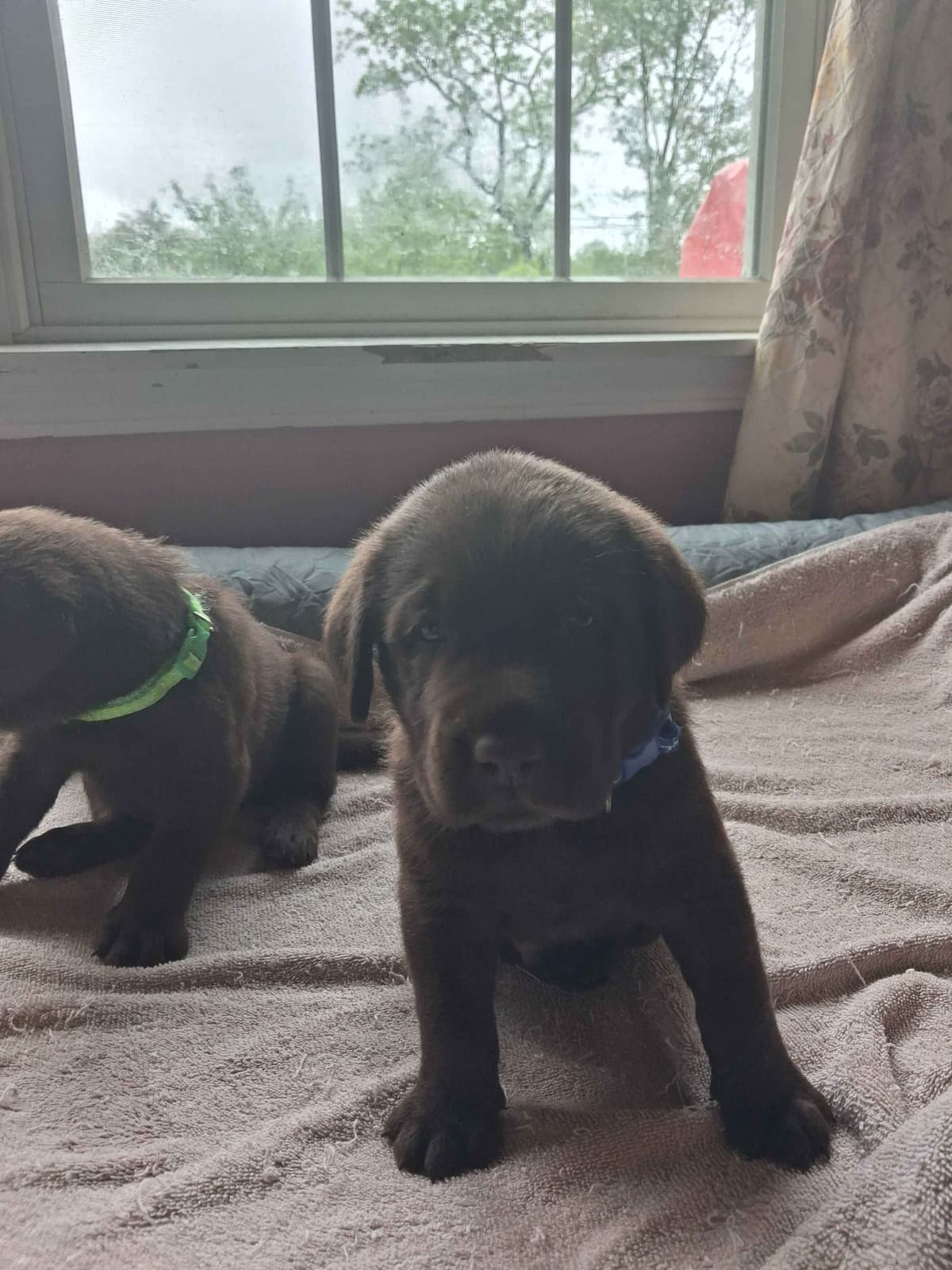 Labrador Retriever Puppies breeder image 4