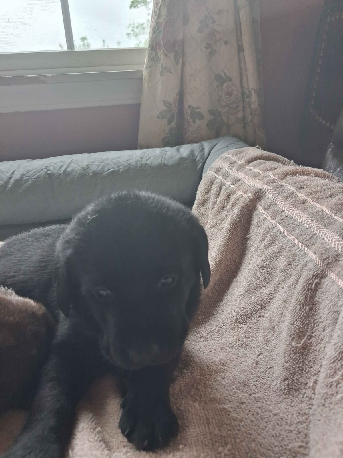Labrador Retriever Puppies breeder image 5