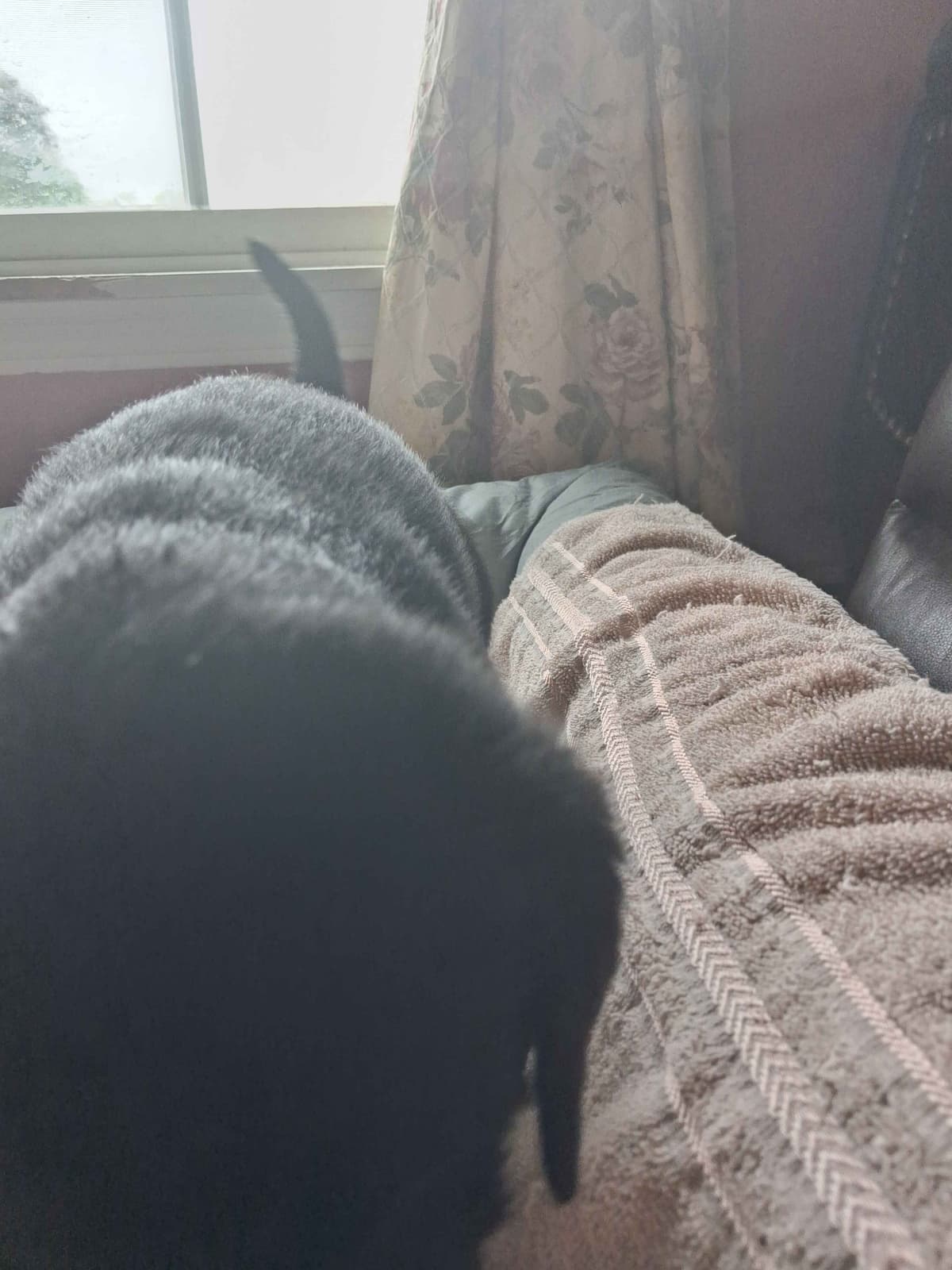 Labrador Retriever Puppies breeder image 6