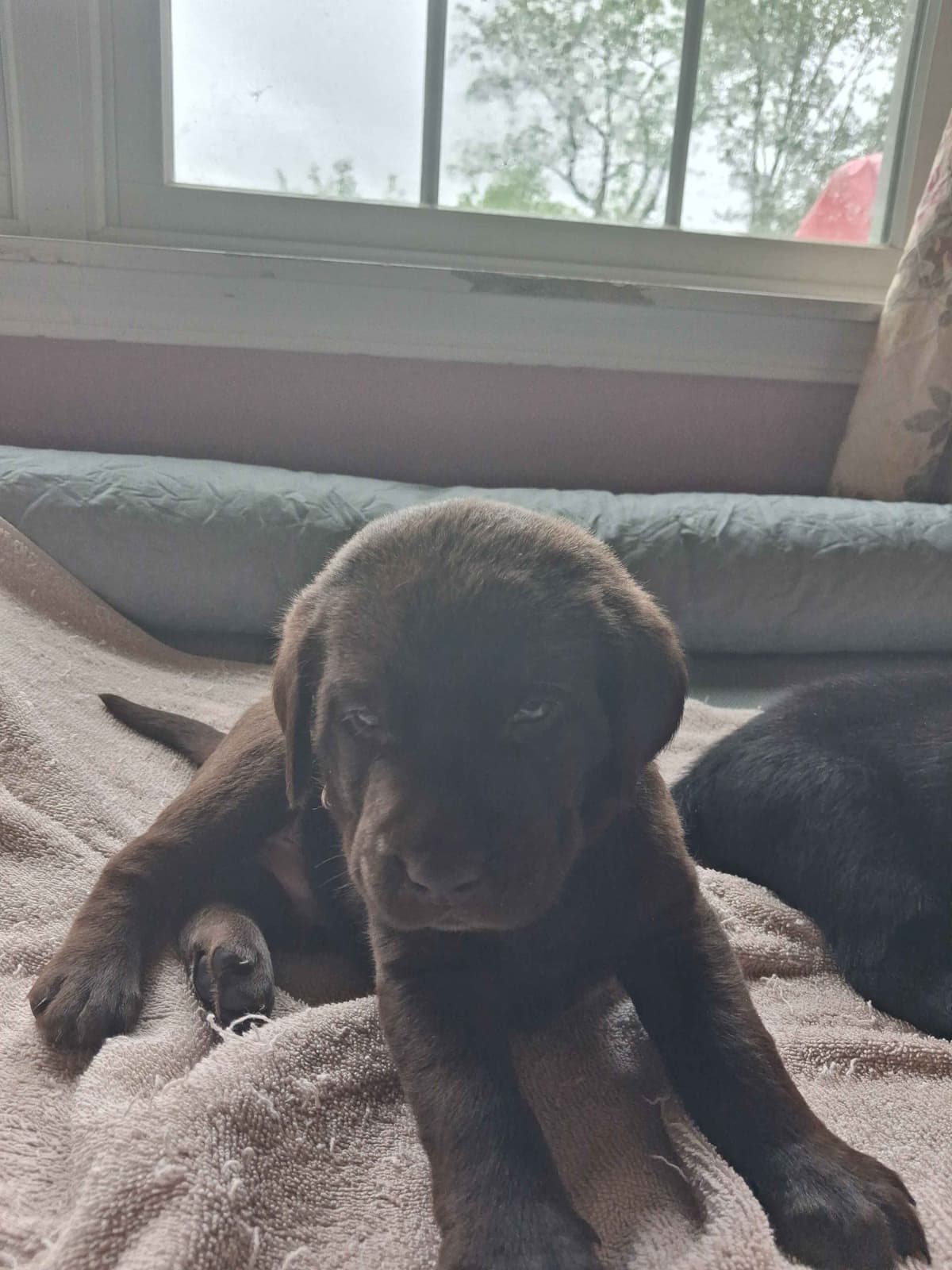 Labrador Retriever Puppies breeder image 8
