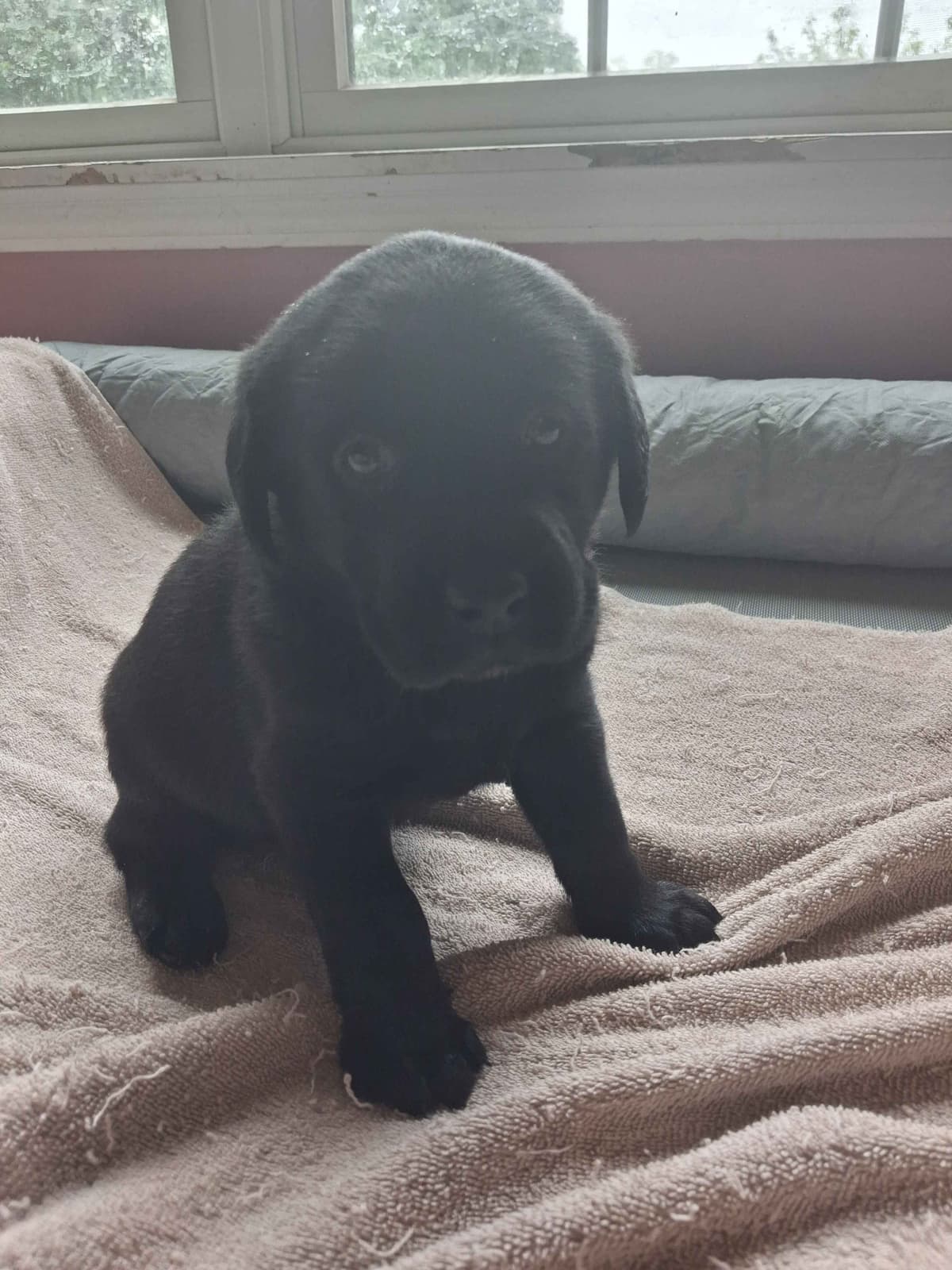 Labrador Retriever Puppies breeder image 11