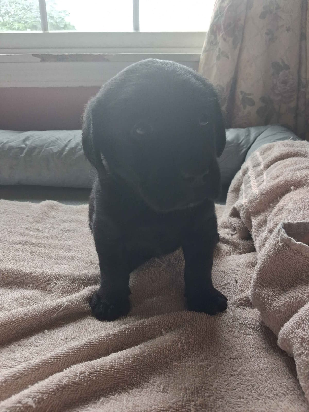 Labrador Retriever Puppies breeder image 13