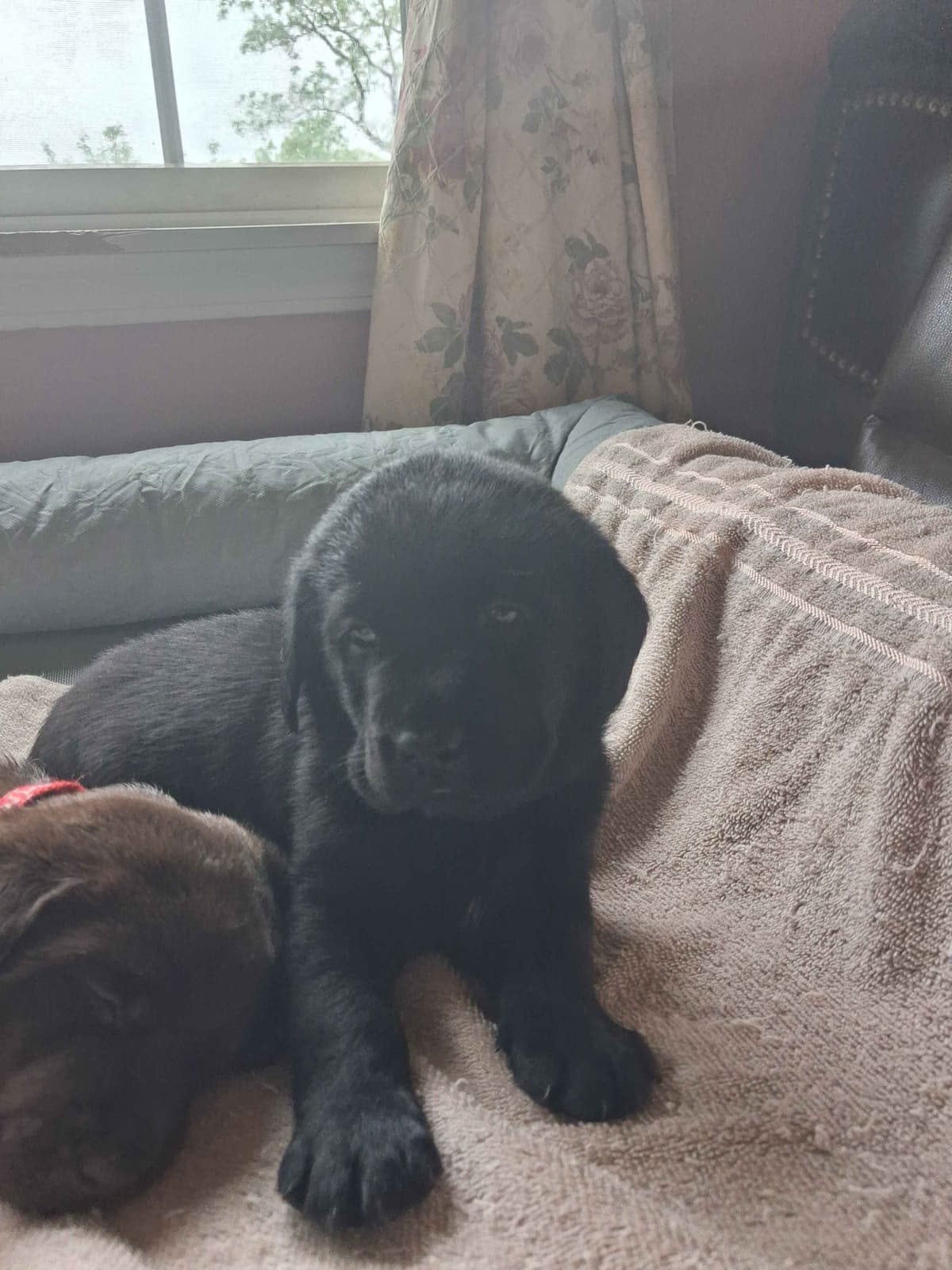 Labrador Retriever Puppies breeder image 14