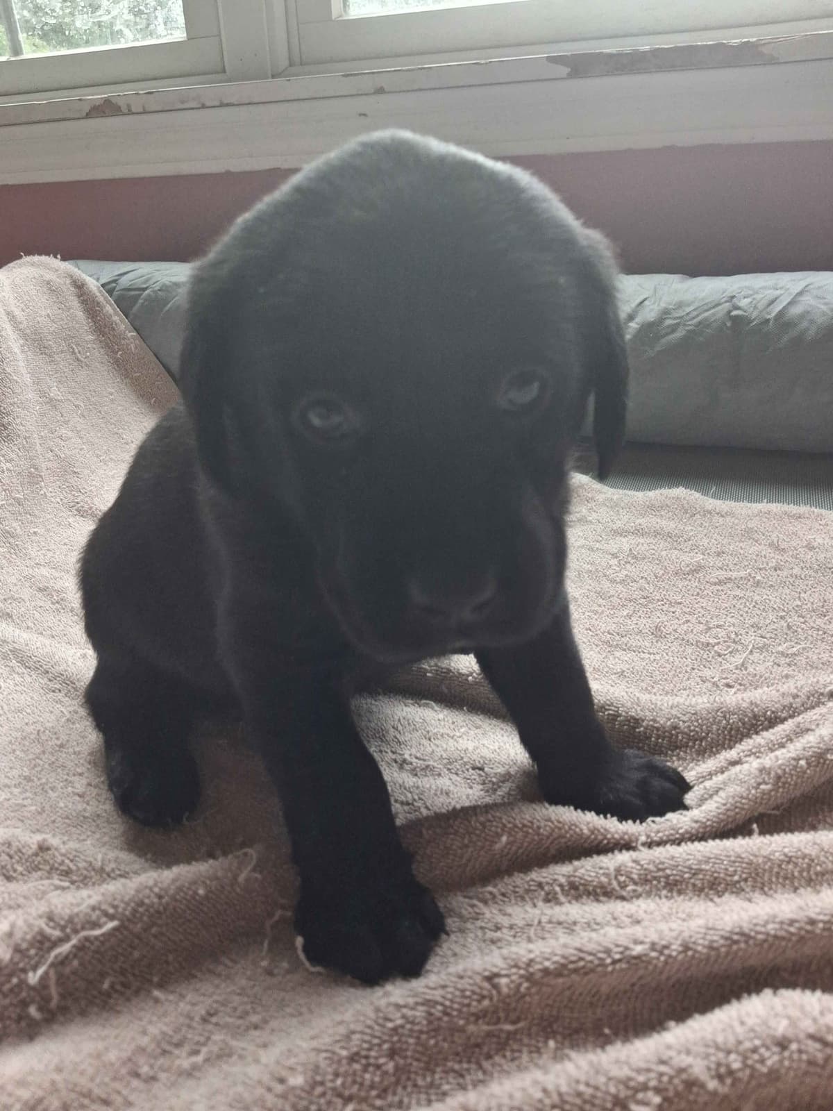 Labrador Retriever Puppies breeder image 15