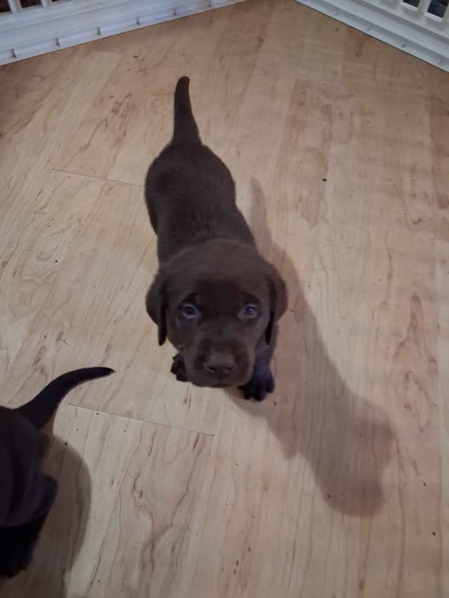 Labrador Retriever Puppies media 2