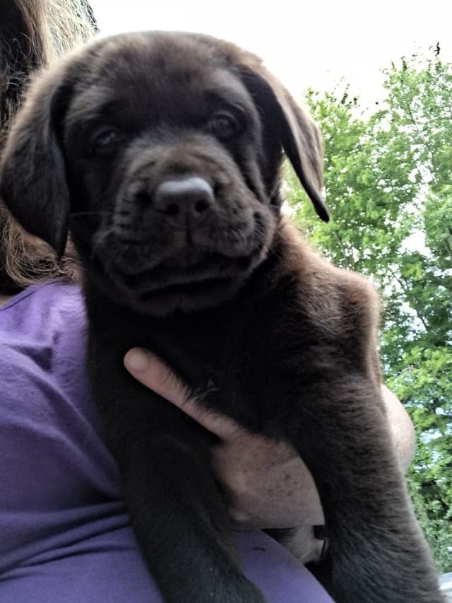 Labrador Retriever Puppies media 4