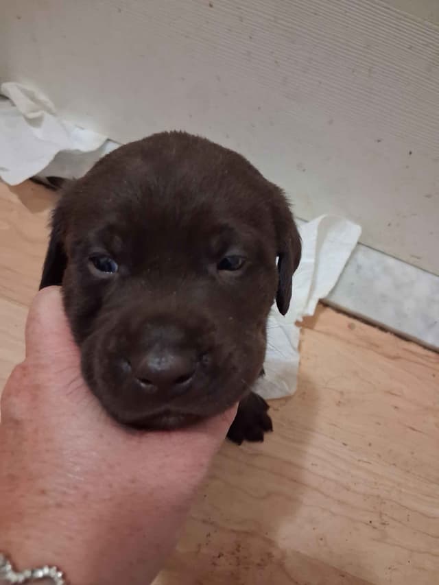 Labrador Retriever Puppies media 5