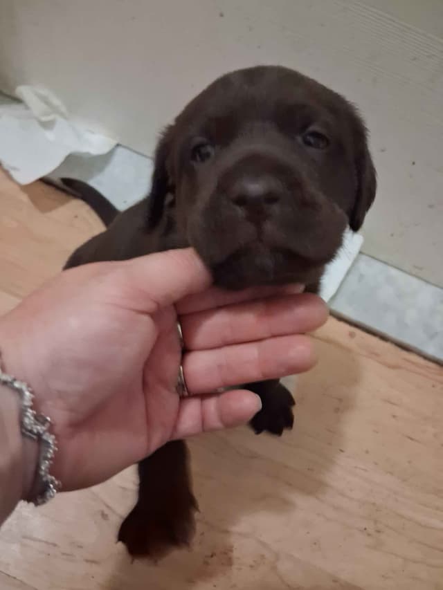Labrador Retriever Puppies media 6