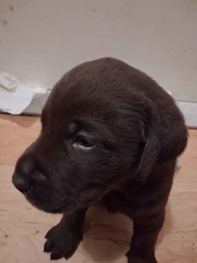 Labrador Retriever Puppies media 7