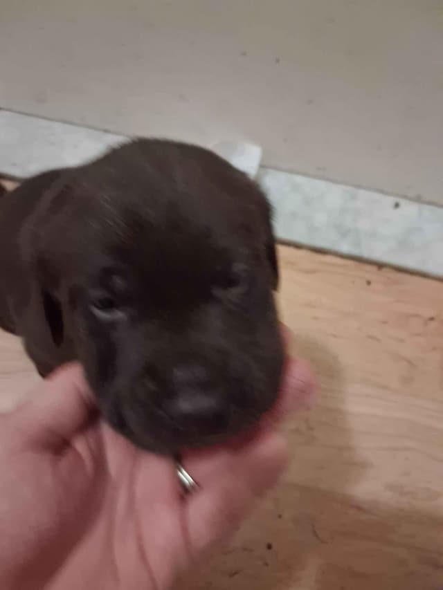 Labrador Retriever Puppies media 8