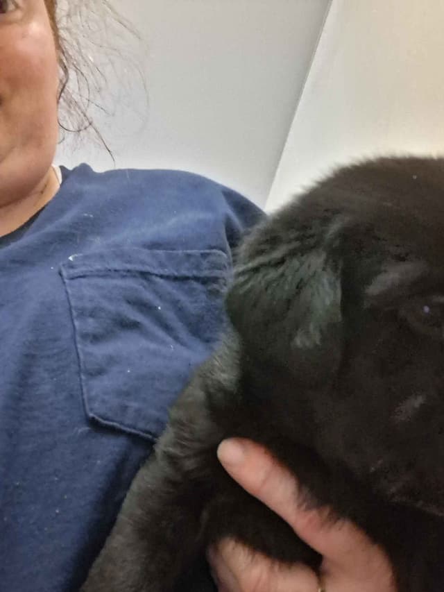 Labrador Retriever Puppies media 9