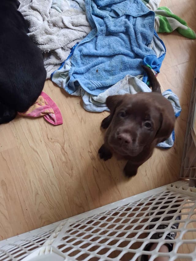 Labrador Retriever Puppies media 10