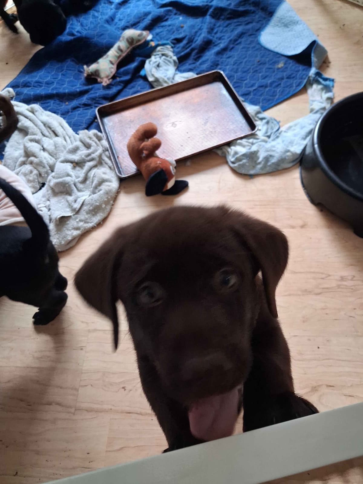 Labrador Retriever Puppies breeder image 17