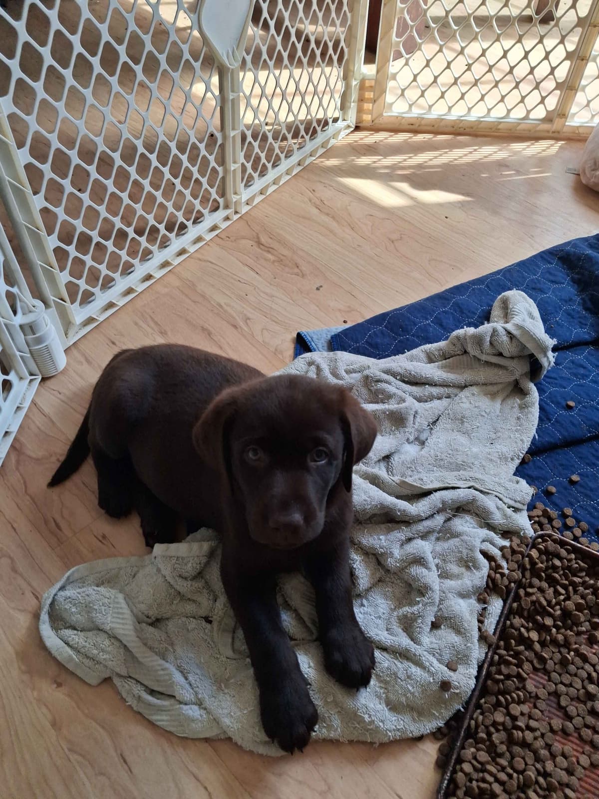Labrador Retriever Puppies breeder image 18
