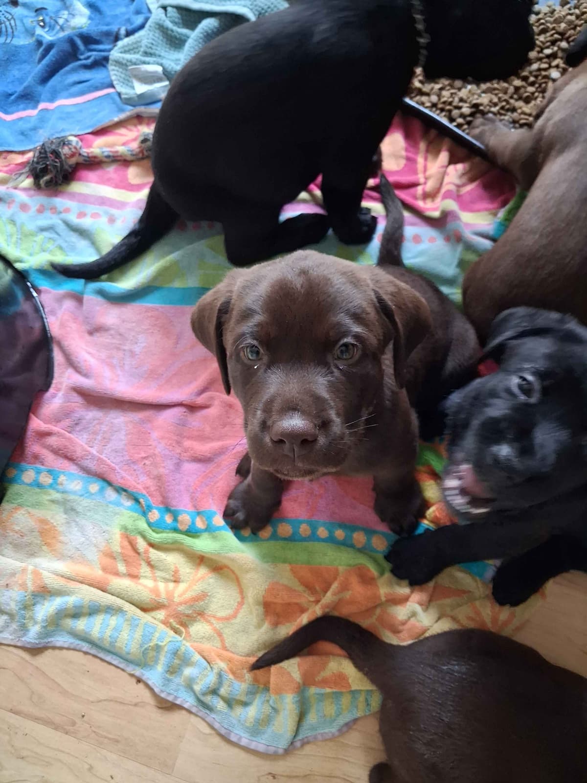 Labrador Retriever Puppies breeder image 20