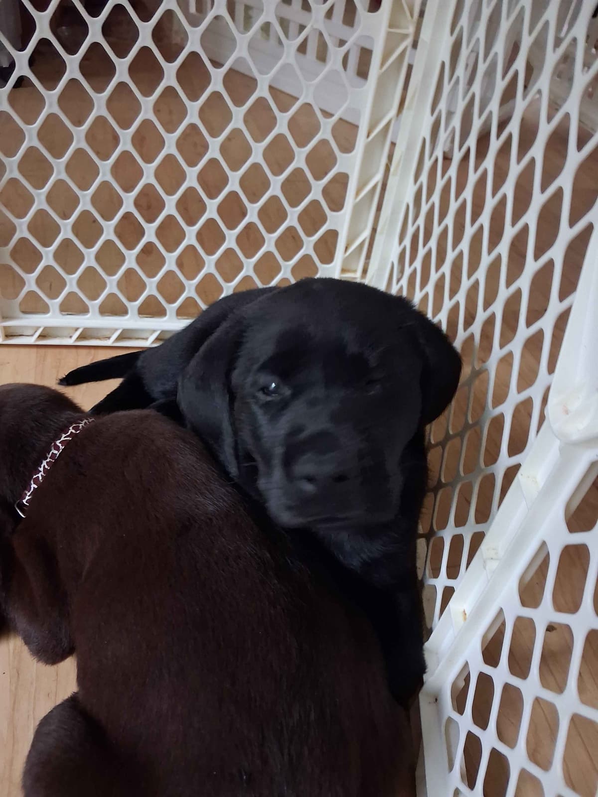 Labrador Retriever Puppies breeder image 22