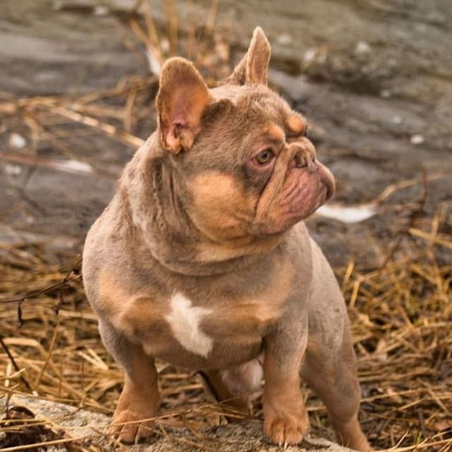 French Bulldog Puppies Free Transportation media 15